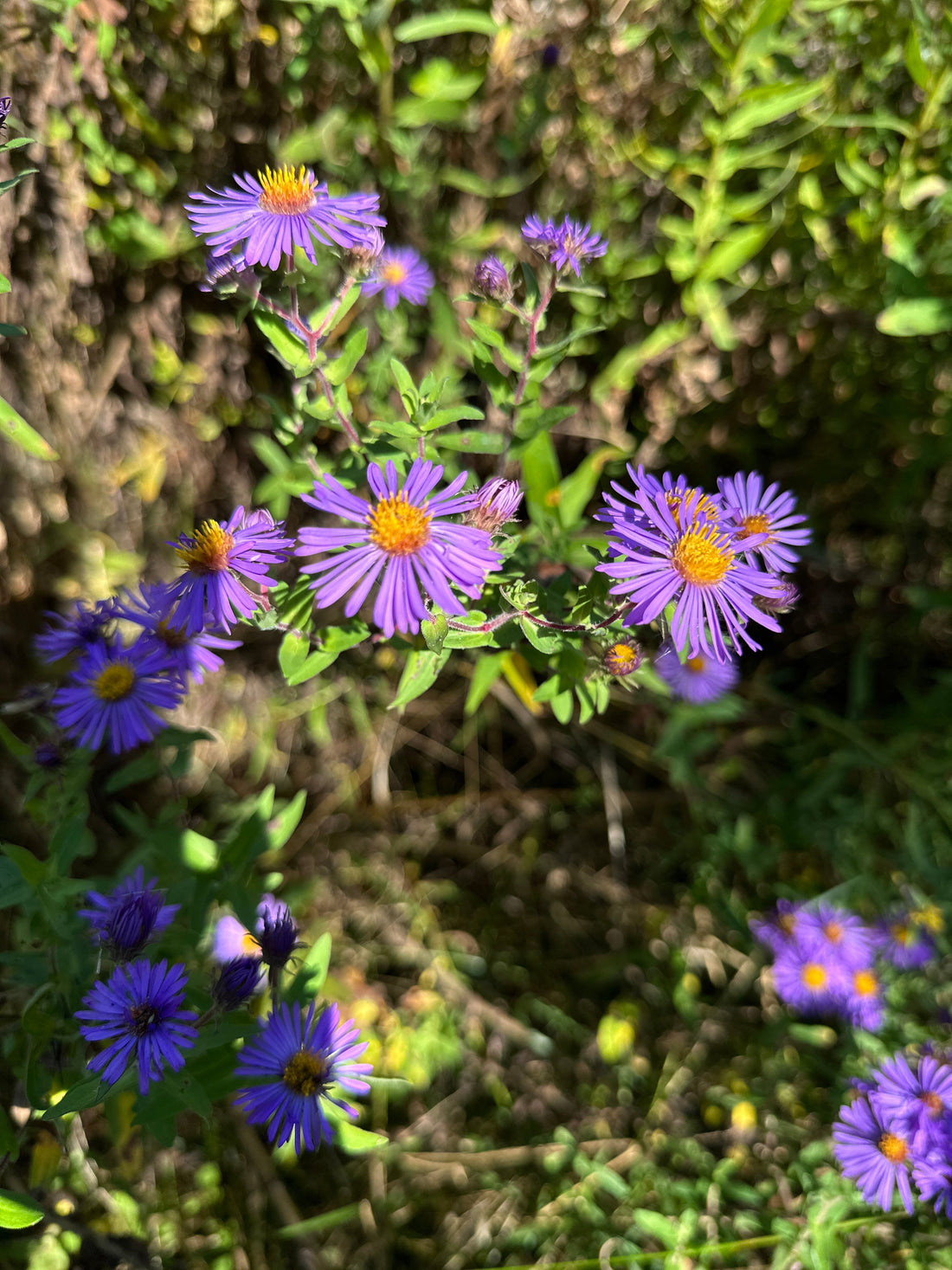 Spotlight Sunday: New England Aster 💜 | Aster & Save