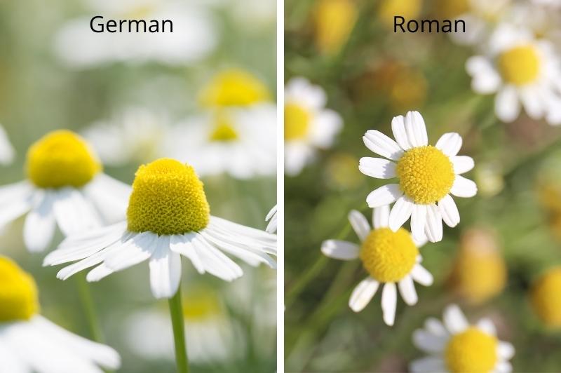 🌼 Spotlight Sunday: Roman Chamomile vs. German Chamomile